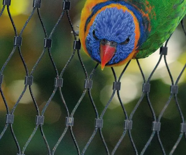 Hebei Longen Supply Wire Mesh for Parrots OEM Steel Rope Mesh Protecting Mesh Woven Protection Plain Weave Customizable CN;HEB photo-5