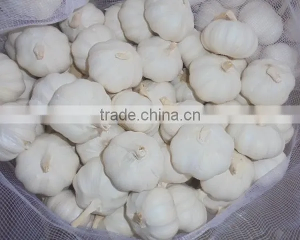 Chinese Pure White Garlic New Crop 2016 Fresh Best Qaulity