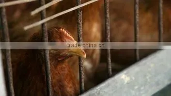 Chicken Cage