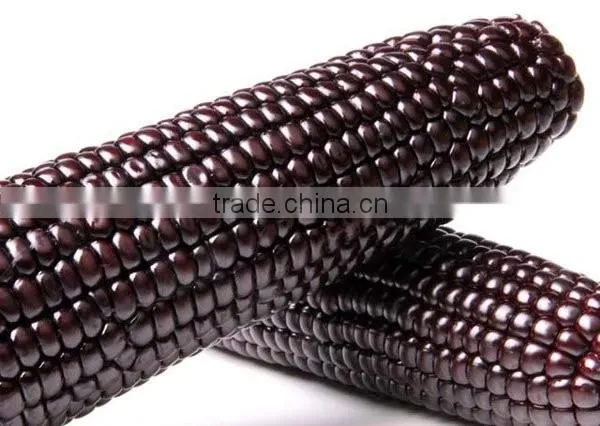 Steamed/Blanched IQF Frozen Waxy Purple Corn Purple Color photo-6
