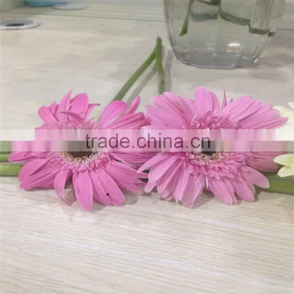 Cute Fresh Cut Gerbera Flower Preserved With Various Color photo-5