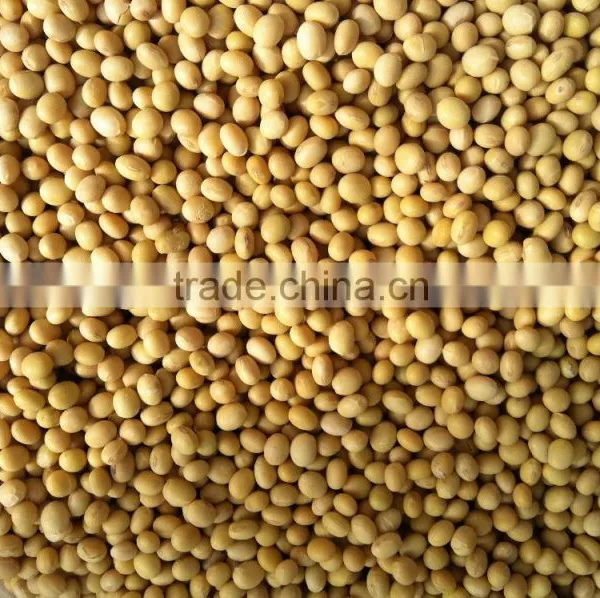 Soybean