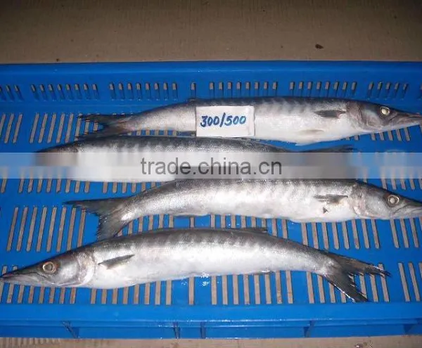 BARRACUDA