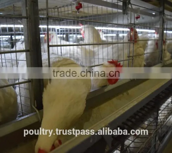 Poultry Cages photo-5