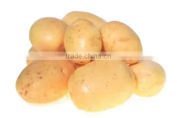 OULENO Potato Cleaning and Peeling Machine Large Roots Fruits and Vegetables Washing Peeling Machine Potato Carrot Cleaning and photo-2