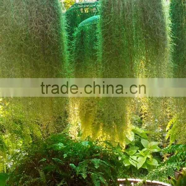 Spanish Moss photo-2
