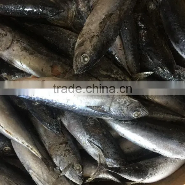 Land Frozen Fish 150g/250g Bonito Tuna for Sale photo-2