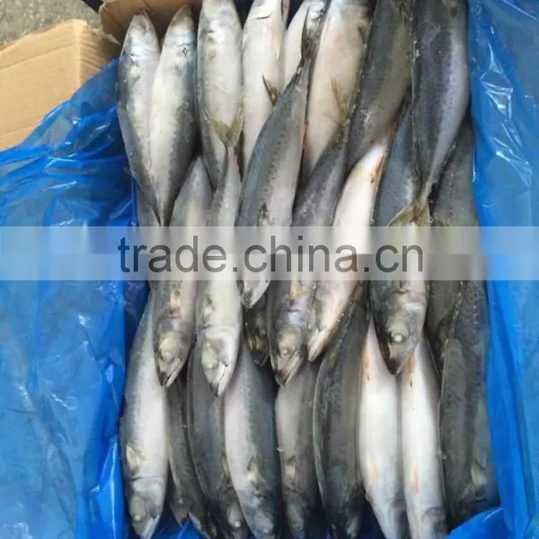 Landfrozen Mackerel 200-300g photo-4