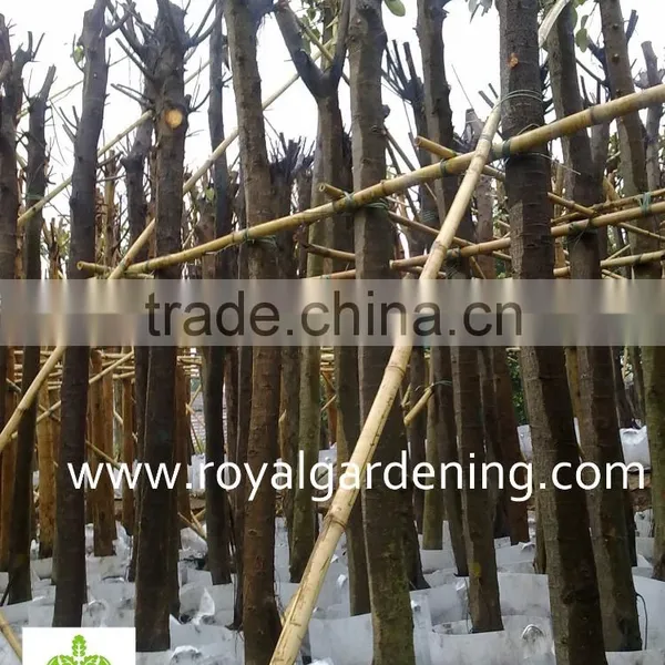 Ficus Altissima Tropical Trees Plants photo-2