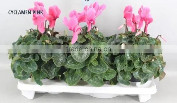 CYCLAMEN PINK