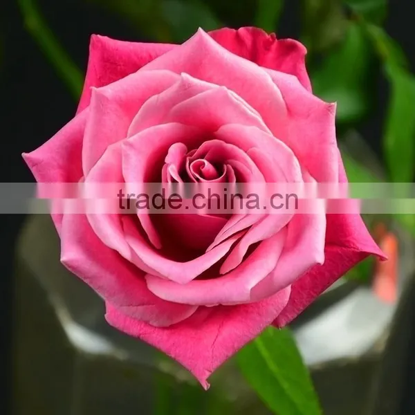Beautiful Natural Fresh Cut Roses Flower 60-80CM Long Stem From Yunnan,China photo-2