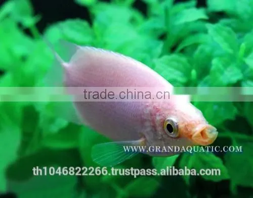 Kissing Gourami Fish Farm For Sale / Thailand Tropical Fish Exporter photo-2