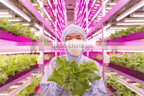 Shenzhen Factory Growing Lights LED 3w LED Grow Light for Growing photo-5
