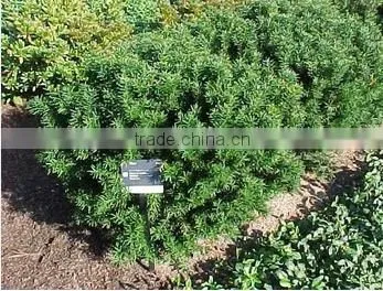 Natural Taxus Media Hicksii Plant
