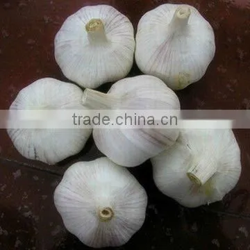 Normal White Garlic