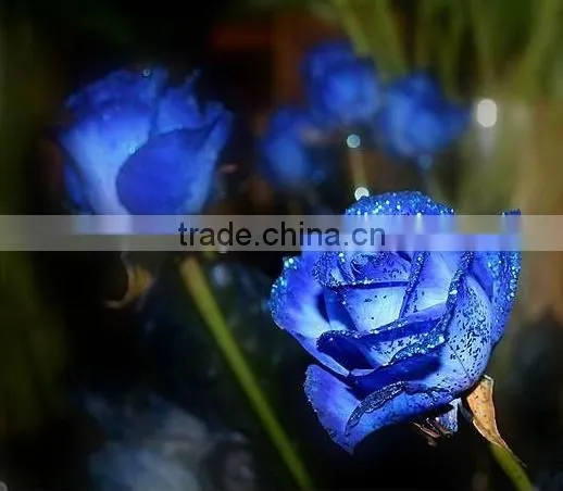 Grade A Fresh Rose Flowers Fresh-cut Roses photo-5
