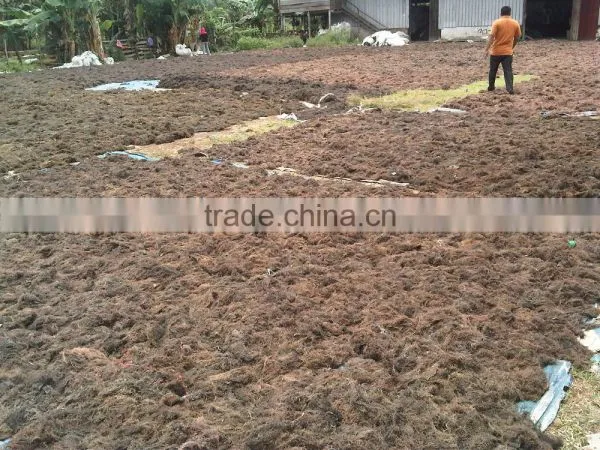 Sell Gracilaria, Eucheuma Spinosum And Eucheuma Cottoni Seaweeds photo-6