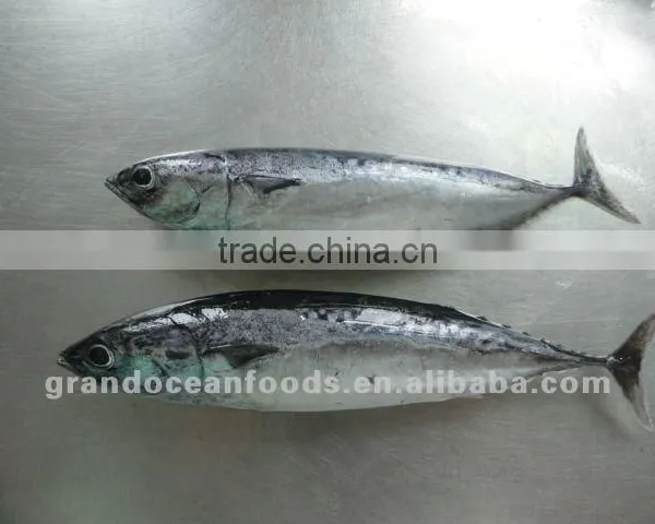 Horse Mackerel