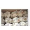 Supply Pure White Garlic