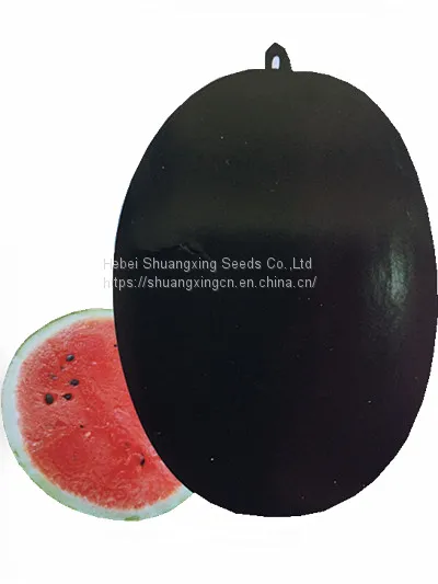 Crimson Hybrid Oval Shape Watermelon Seeds for Planting photo-3