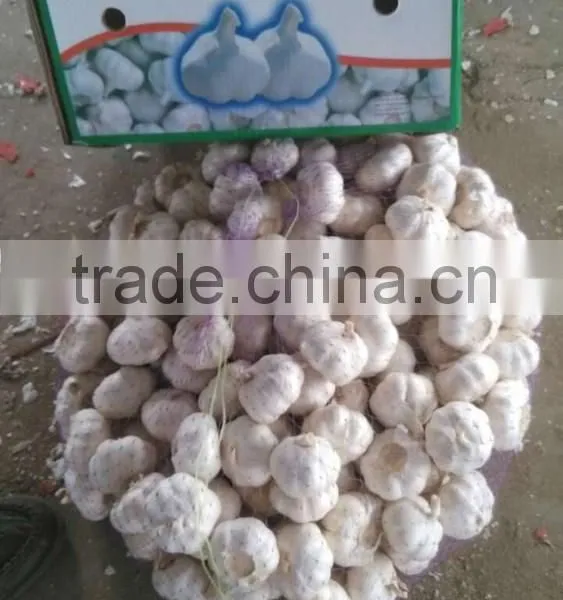 Normal White Garlic photo-5