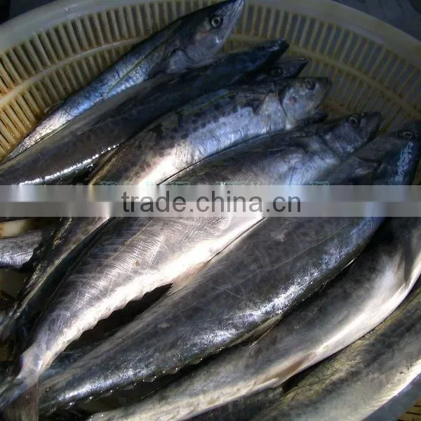 Frozen Spanish Mackerel Supplier photo-4