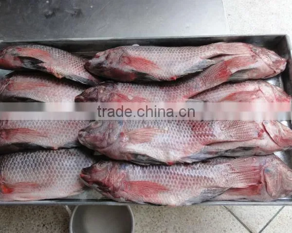 TILAPIA FISH