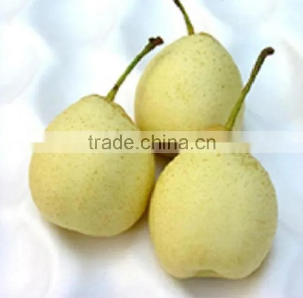 Supply Fresh Ya Pear With Good Quality for Sale photo-3