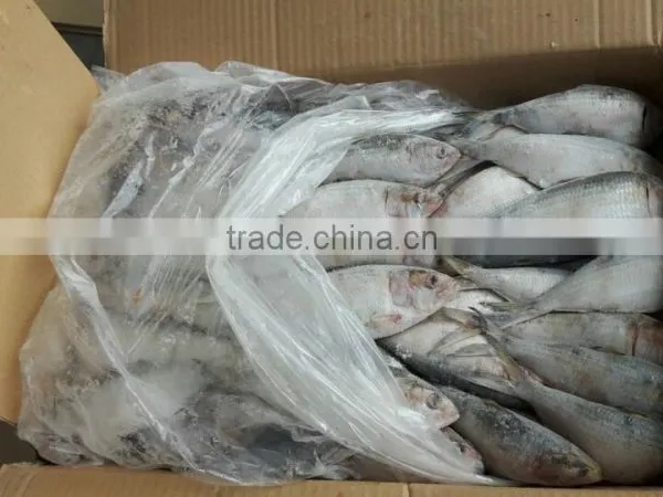 FROZEN SARDINE WHOLE ROUND photo-3