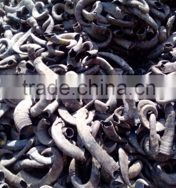 Buffalo/ox /cow Raw Horn for Decoration Manufacturing India photo-3
