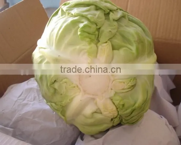 Round Cabbage/Flat Cabbage photo-5