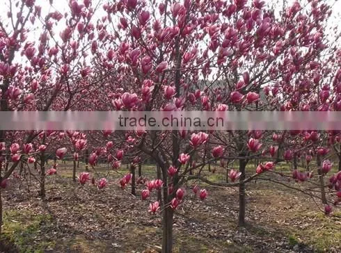 2016 Newest Purple Magnolia Seeds Mulan Tree Seeds For Planting photo-4