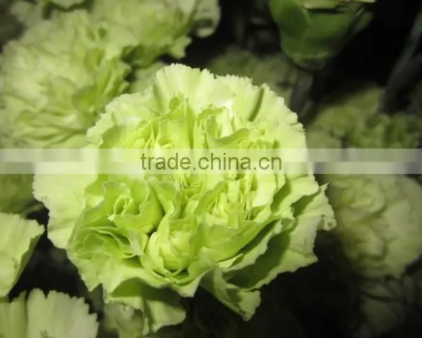 Fresh Cut Flower Carnation All Colour Mother's Day photo-4