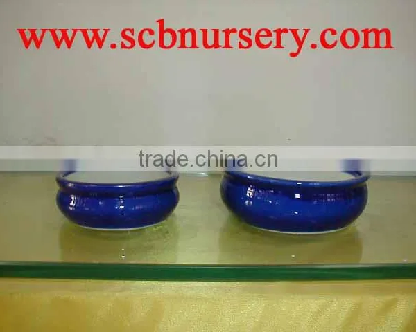 Lucky Bamboo Pot
