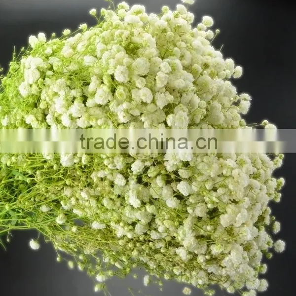 Special Unique Nature Preserved Gypsophila photo-4