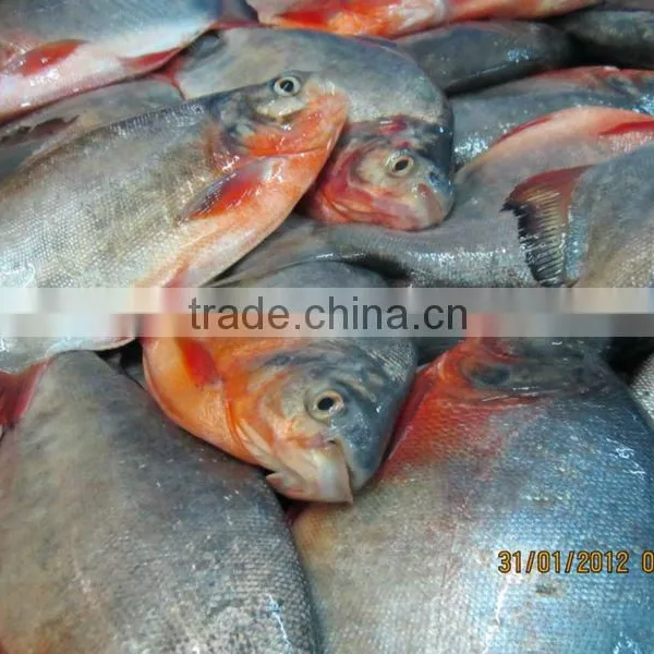 RED POMFRET (RED PACU)