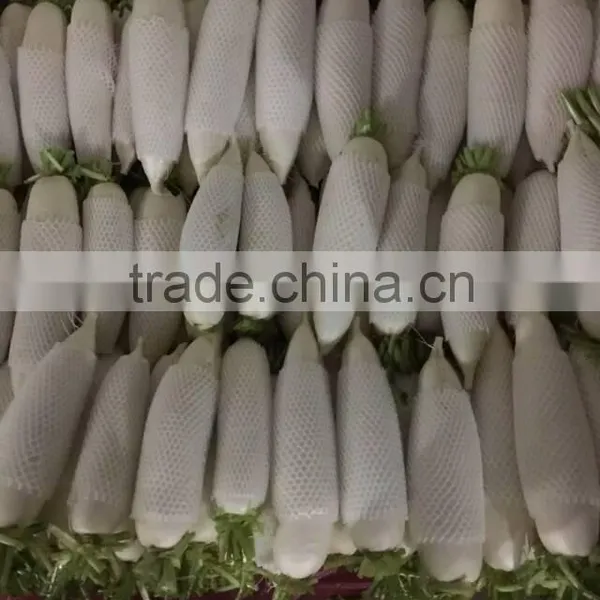 2016 New Crop Fresh Radish Price photo-5