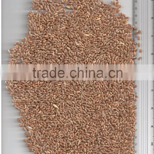 WHEAT FEED