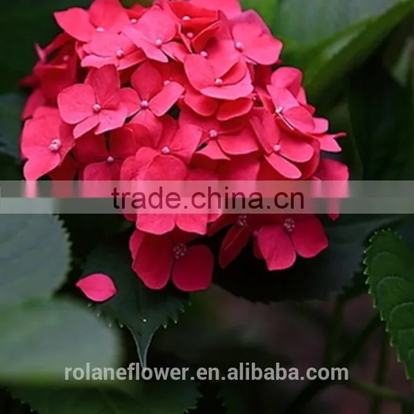 Low Price And High Quality Natural White Hydrangea Hydrangeas For Wedding From Kunming, Yunnan photo-5