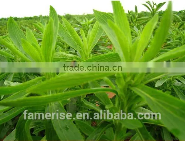 100% Pure Natural Sweetener 95% Rebaudioside A Stevia Leaf Extract Stevia Extract RA95% photo-3