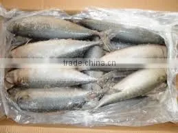 Frozen Mackerel photo-2