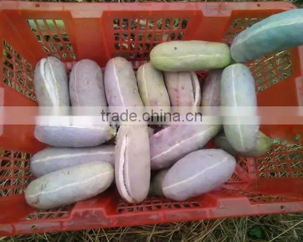 High Quality Rare Fruit Tree Seeds For Planting Holboellia Latifolia Wall Seeds photo-5