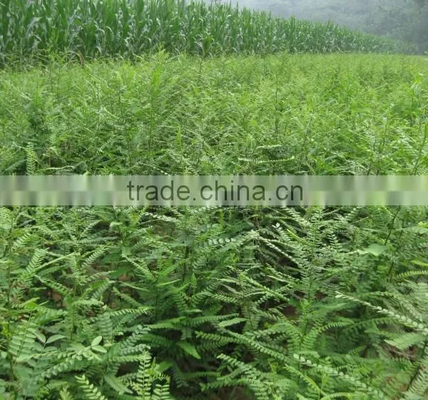 2015 Gleditsia Sinensis Lam Seeds For Growing photo-6