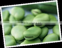 Super High Quality of Broad Bean Protein,Vicia Faba Extract, Broad Bean Extract