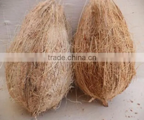 Mature Brown and Fresh Indian Coconuts photo-2