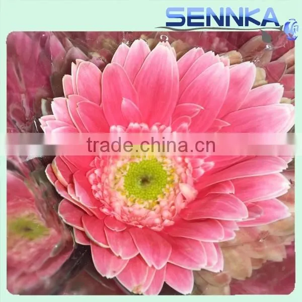Dolly Fresh Cut Gerbera Flower Natural Gerbera Flower Wholesale Price photo-3
