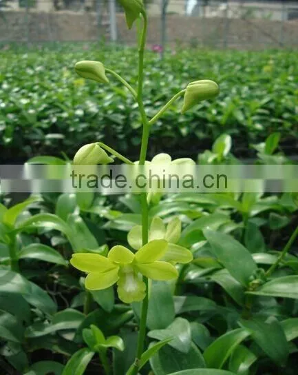 Dendrobium Hybrids Orchid Flower Live Dendrobium Plant
