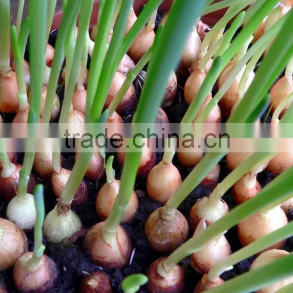 Vietnam Fresh Onion for Kuwait Market photo-5