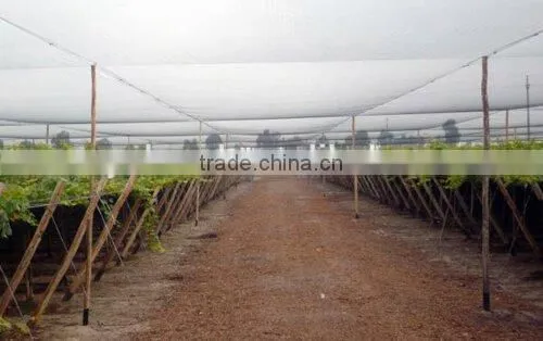Anti Bird Net for Farming photo-6