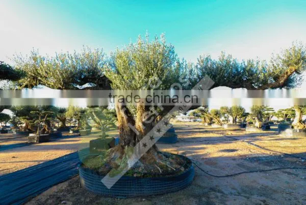 Fargas Collection - Millenary Olive Trees photo-3